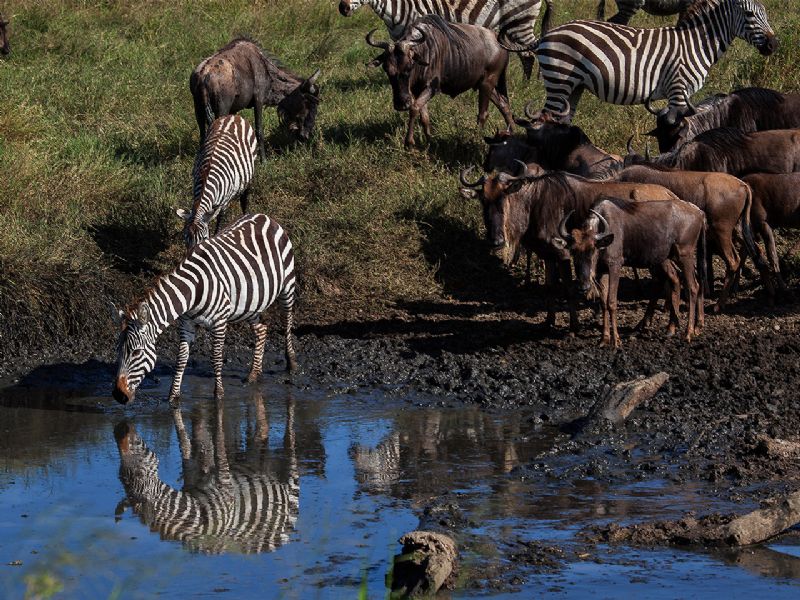 Wildlife watching. Национальный парк Серенгети. Танзания достопримечательности Серенгети. Национальный парк Серенгети Танзания птицы. Национальный парк Серенгети ЮНЕСКО.